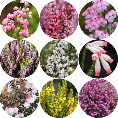 Semillas de resistentes al brezo, jardín, interior brezo cobertura del suelo, perenne resistente balcón, 100pcs
