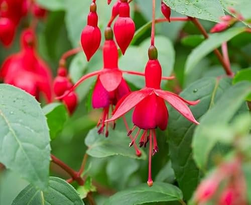Graines de fleurs de fuchsia rouges fraîches et neuves, 60 pièces