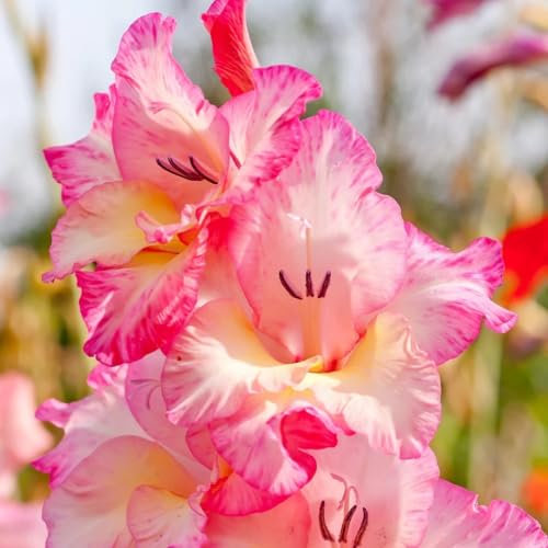 Gladiolenzwiebeln, schnell wurzelnd, üppige Blüten, Blickfang im Garten, geeignet für Topfpflanzen und Schnittblumen-5zwiebeln-a