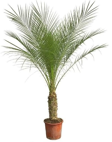 Phoenix Roebelenii en tallo – 190 – 200 cm – Palmera datilera enana noble para interior y exterior – Palmera exótica con hojas pinnadas – Planta ornamental tropical