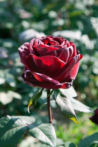 Edelrose Rosa Barkarole Rosenstrauch für Beet und Kübel, winterhart | duftend, langblühend, sonniger Standort, pflegeleicht, ideal für Garten und Balkon, robust, klassische Gartenrose