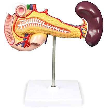 Anatomisches Modell, 2-teiliges Magenmodell, Modell der Bauchspeicheldrüse, des Zwölffingerdarms, der Milz, lebensgroßes Modell der Bauchspeicheldrüse, des Zwölffingerdarms und der Milz mit