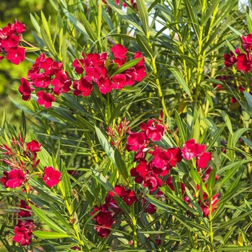 30 piezas Adelfa semillas resistentes - de primavera semillas de del prado balcón jardín en resistentes, jardín