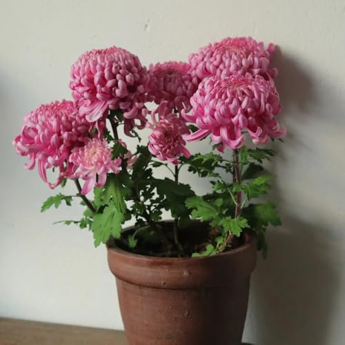 Chrysanthemen - blumensamen mehrjährig winterhart pflanzensamen geschenke für gartenliebhaber für sonnige plätze 150Samen