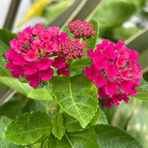 lantana - decorazione semi di perenne decorative silvestre acquistare semi di perenne silvestre resistenti scalapanti 500pcs