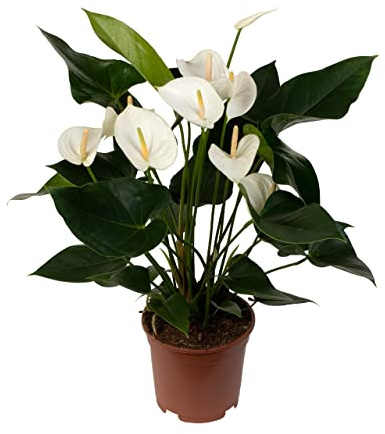 DECOALIVE Anturio Blanco Planta Natural con Flores de Color Blanco Planta Interior