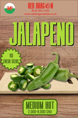 Jalapeno Chilli Seeds - 10 Fresh Jalapeno Chilli Seeds