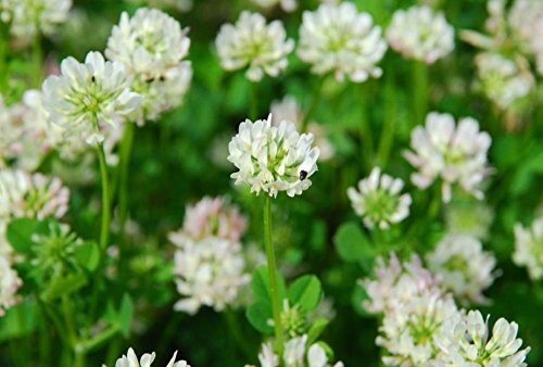 Semis en boules de trèfle blanc Verdissement Engrais vert Nourriture pour abeilles: PAQUET DE 100 GRAINES