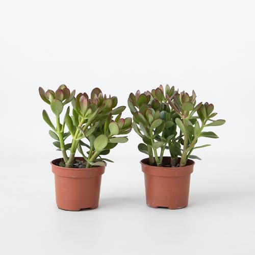 Plant in a Box - Albero di Giada - Set di 2 - Crassula ovata - Altezza 15-25cm - ø12cm - Succulenta - Verde