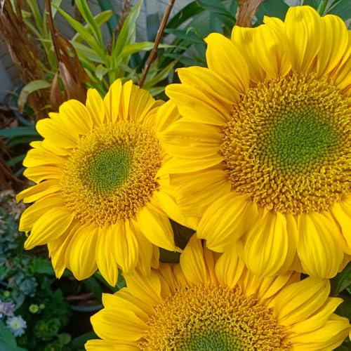 sonnenblumen bodendecker stauden bio pflanzensamen hochbeet gewächshaus balkon zimmerpflanze exotische zimmerpflanzen outdoor rankpflanzen topfpflanzen deko büro indoor alte sorten 700samen