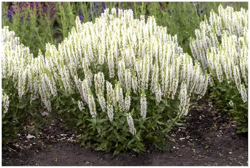 Stauden Gänge 3 x Salvia nemorosa 'Sensation White' im 1 Liter Topf (Staude/Stauden/Winterhart/Mehrjährig/) Weißer Steppensalbei - Strahlende Reinheit für Ihre Beete - Dauerblüher