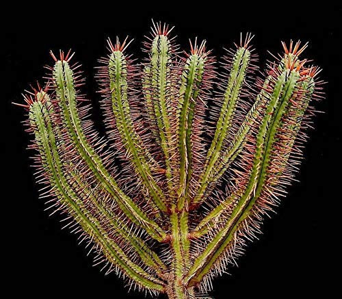 Portal Cool Euphorbia Enopla – 10 Semi – Sudafricano Nadelkissen Sukkulente