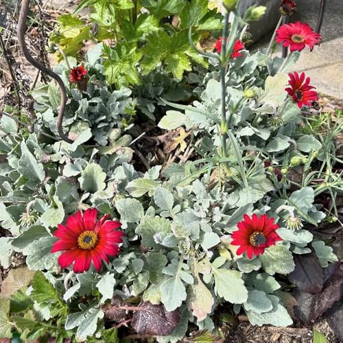 kapkörbchen blumensamen gartendeko für draußen, balkon deko blumensamen mehrjährig winterhart kletterpflanzen bio 280samen