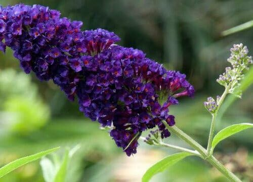 3 x Sommerflieder Black Knight 40–60 cm im Topf | Buddleja davidii Flieder| Blühender Schmetterlingsstrauch tiefviolett & bienenfreundlich | winterhart & sofort pflanzbar