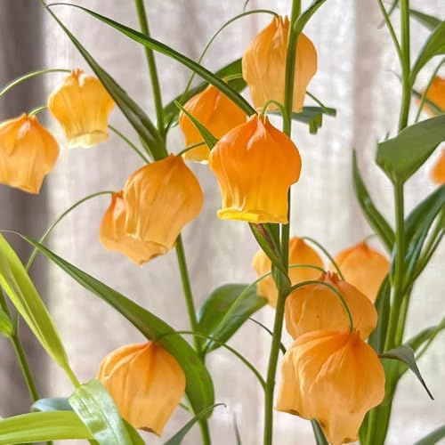 Semi di Sandersonia aurantiaca, tappezzante perenne resistente giglio lanterna biologici aiuola resistenti per il giardino rare, decorazione soggiorno 15pcs