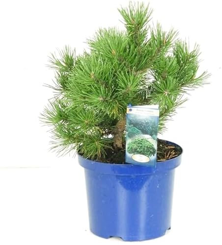 Evergreen Dwarf Mountain Pine Tree - Pinus mugo 'Mops' Plant for Rockery Garden or Bonsai - Dwarf Pine Dense Needles in 15cm Pot - 30cm Height