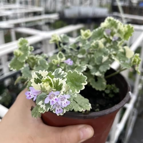 semi di edera terrestre di in vaso per giardinieri: semi Decorazioni giardino per esterni, varietà antiche serre balcone selvatiche 200semi
