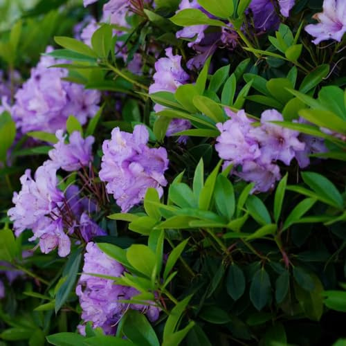 semi di rododendro giardino per esterni selvatici esoticheà 100pcs