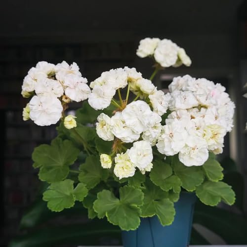 semi di geranio resistenti, decorazione da balcone biologici selvatici 55pcs
