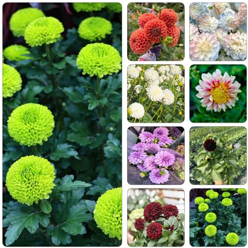 dalia bulbi riverdimento tetti decorazione ufficio dalia Copertura resistente giardino Letti elevati per il giardino selvatici bulbi 12pcs