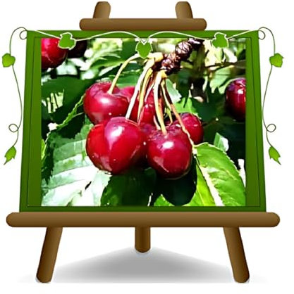 EURO PLANTS VIVAI Pianta di Ciliegio Varietà Dolce Bigarreau Burlat C1 su Vaso da 24/26 cm - Altezza 180~200 cm - Età 4 Anni