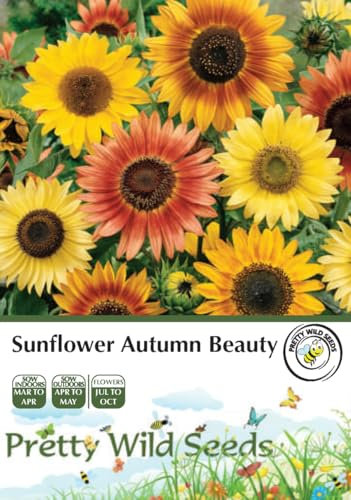 Sunflower Autumn Beauty Seeds in Pictorial Packet- 100 Seeds