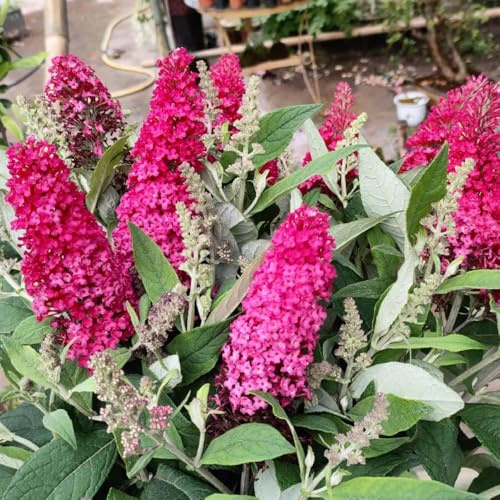 schmetterlingsflieder, schmetterlingsstrauch schnittblumen, blühende buddleia gartenblumen, kräuterpflanzen zierblumen 500samen