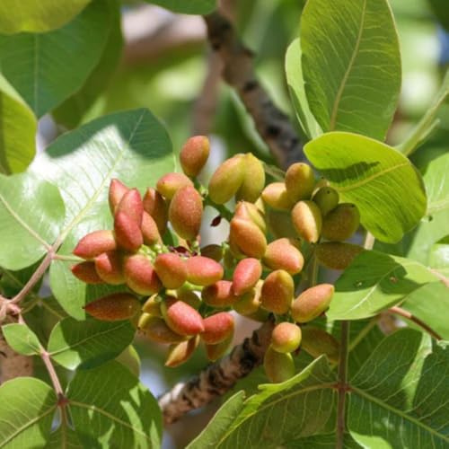 3 Piante di Pistacchio NAPOLETANA (2 Femmina + 1 Maschio) Innesto 4 Anni