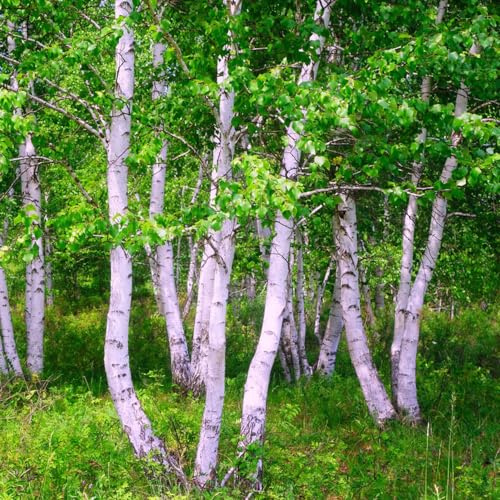 birkenbaum gartensamen dekopflanze pflanzensamen wildkräuter stauden winterhart mehrjährig extrem winterharte kübelpflanzen balkon hochbeet steingartenpflanzen winterhart birken 10samen