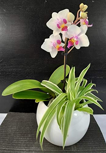 POWERS TO FLOWERS - ORCHIDEA PHALAENOPSIS BIANCO/ROSA E CHLOROPHYTUM IN VASO CERAMICA BIANCO, Pianta Vera