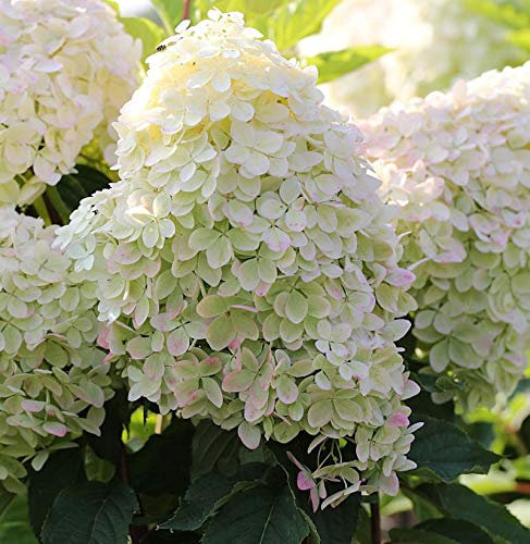 Hochstamm Rispenhortensie Phantom 100-125cm - Hydrangea paniculata - lebende Gartenpflanze aus den Baumschulen