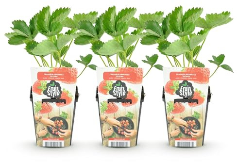 GreenboutiQ - Plantes à fruits - Fraise - Fragaria Elvira - Rustique - 3 Plantes - Pot 9 cm - Fraise Rouge