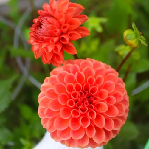 Bombillos de Dalia para Siembra en Primavera | Ideales para Jardín y Decoración de Interiores-6bulbo-g