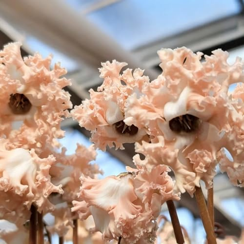 ciclamino - tappezzanti resistenti al freddo decorativo d'aria 120semi