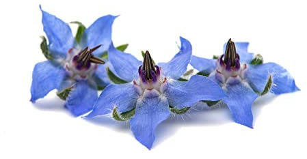 Herb Plants, Borage, 3 x Full Plants in 9cm Pots, Borage Pots, Kitchen or Garden, Garden Ready, Premium Quality Herbs