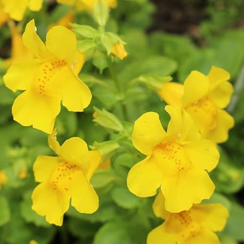 6x Gelbe Gauklerblume - Mimulus luteus - Topf 9x9cm - Blühende Staude