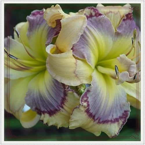 Taglilien mix Mehrjährige,Schnell-Wachsend,Seltene,Winterhart Mysteriöse Magische Glühbirne,Seltene farbenfrohe Blumen.-3Pcs-D
