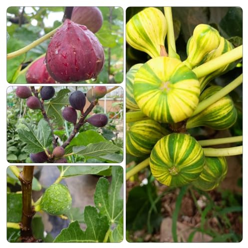 feigenbaum feigen - winterharte stauden mehrjährig dachbegrünung deko büro hochbeet balkon obstbäume kaufen obstsamen kräutergarten bonsai topf spalierobst zimmerpflanze hochbeete für 850samen