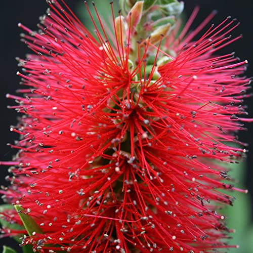 Callistemon Inferno Crimson Bottlebrush Tender Shrub Exotic Foliage Tinted Orange Aromatic Evergreen 1x 9cm Pot Supplied by Thompson and Morgan