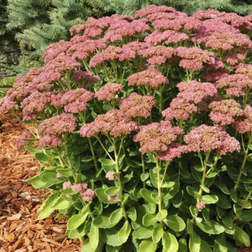Sedum erythrostictum jardín interior balcón ornamentales 150semillas