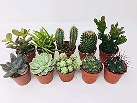 10 Mixed Indoor Plants - 5 Succulents - 5 Cactus Plants in 5.5cm Pots - Indoor Plant Gifts