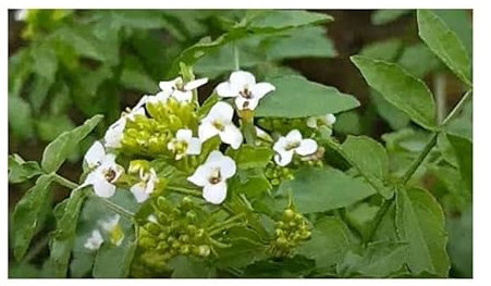 Pcs - 40x Cresson Nasturtium Officinale Cresson Jardin Plantes - Graines KS69 - Seeds & Plants Shop by Ipsa