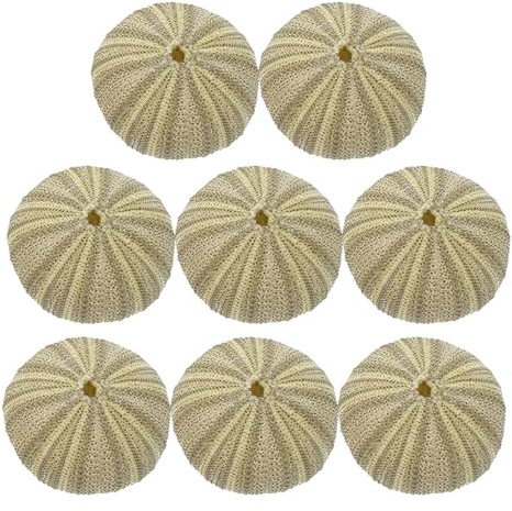 HAPINARY 8 pièces Coquilles Oursins Naturels Décoration Polyvalente pour Vases Plantes Aériennes Bricolage et Aménagement Aquarium Remplissage Décoratif pour Fêtes Thème Plage