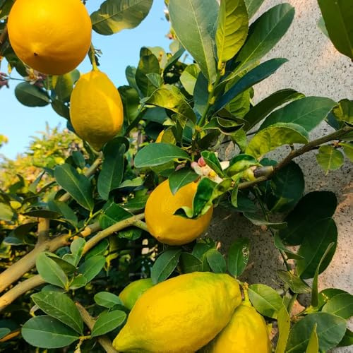 semillas de limonero, balcón exóticas resistentes jardín 300pcs