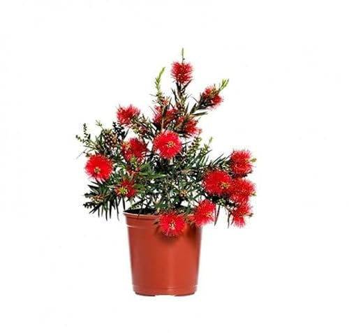 Callistemon Natural Arbusto de Exterior Para el Jardín