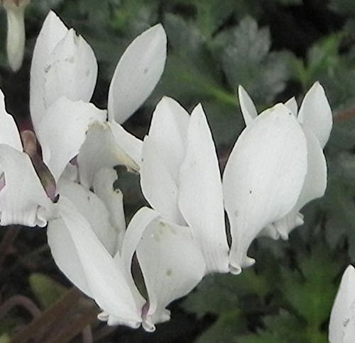 Frühlings Alpenveilchen Album - Cyclamen coum - lebende Gartenpflanze aus den Baumschulen