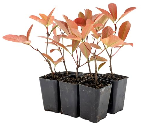 6 Red Tip Photinia, Photinia x Fraseri, Thriving in Extra Deep Nursery Cubes