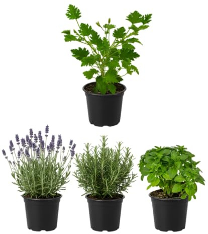 Pack Aromas Mediterráneos Antiinsectos de 4 Plantas Vivas DECOALIVE – Geranio Limón, Albahaca Estrecha, Romero y Lavanda