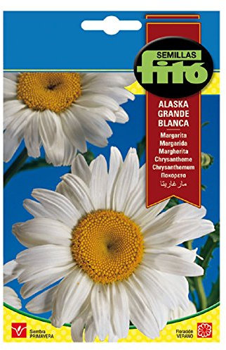 Semillas Fitó 577 - Semillas de Margarita Grande de Alaska Blanca