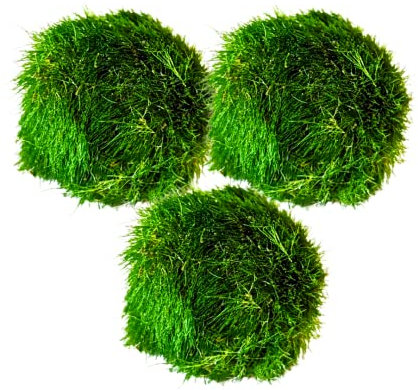 Marimo Moss Balls Aquarium Aquatic Plant Easy Betta Cherry Shrimp Java (3)